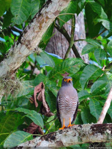 Galería preclasificación de categorías superiores del XIII Abierto Sambil