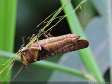 Galería ProAm Alliance del Abierto Sambil