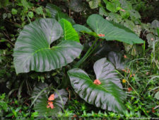 Galería ProAm Alliance del Abierto Sambil