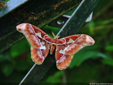 Galería ProAm Alliance del Abierto Sambil