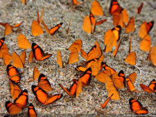 Galería ProAm Alliance del Abierto Sambil