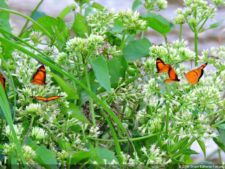 Galería ProAm Alliance del Abierto Sambil