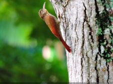 Galería ronda final XIII Abierto Sambil