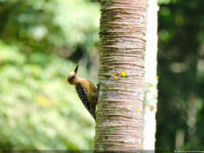 Galería ronda final XIII Abierto Sambil