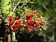 Galería ronda final XIII Abierto Sambil