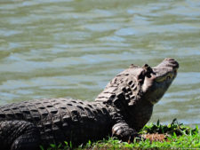 Galería de fotos, Latin America Amateur Championship 2017 día domingo