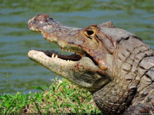 Galería de fotos, Latin America Amateur Championship 2017 día domingo