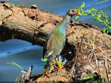 Galería de fotos, Latin America Amateur Championship 2017 día domingo
