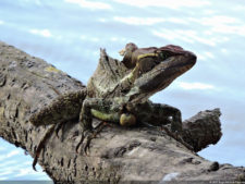 Galería de fotos, Latin America Amateur Championship 2017 día domingo