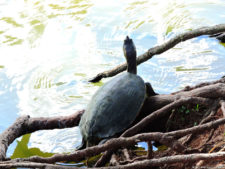 Galería de fotos, Latin America Amateur Championship 2017 día domingo