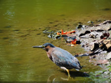 Galería de fotos, Latin America Amateur Championship 2017 día jueves