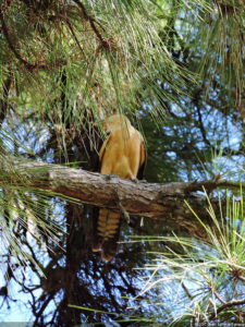 Galería de fotos, Latin America Amateur Championship 2017 día jueves