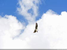 Galería de fotos, Latin America Amateur Championship 2017 día jueves