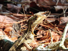 Galería de fotos, Latin America Amateur Championship 2017 día jueves
