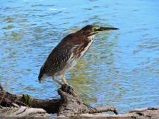 Galería de fotos, Latin America Amateur Championship 2017 día jueves