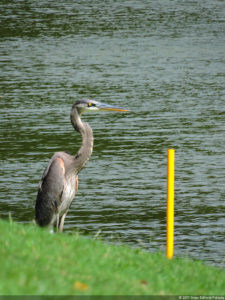 Galería de fotos, Latin America Amateur Championship 2017 día jueves