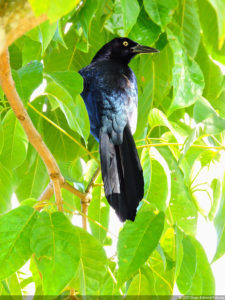 Galería de fotos, Latin America Amateur Championship 2017 día miércoles