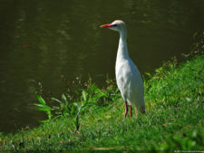 Galería de fotos, Latin America Amateur Championship 2017 día miércoles