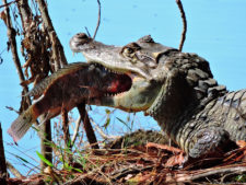 Galería de fotos, Latin America Amateur Championship 2017 día sábado