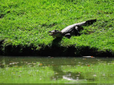 Galería de fotos, Latin America Amateur Championship 2017 día sábado