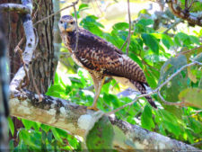 Galería de fotos, Latin America Amateur Championship 2017 día sábado