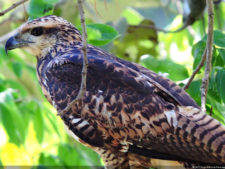 Galería de fotos, Latin America Amateur Championship 2017 día sábado