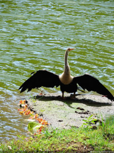 Galería de fotos, Latin America Amateur Championship 2017 día viernes