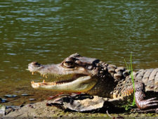 Galería de fotos, Latin America Amateur Championship 2017 día viernes