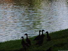 Galería de fotos, Latin America Amateur Championship 2017 día viernes