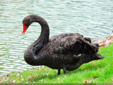 Galería de fotos, Club Colombia Championship presentado por Servientrega día domingo
