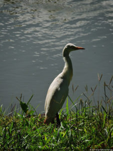 Imágenes memorables para la historia del golf Latinoamericano