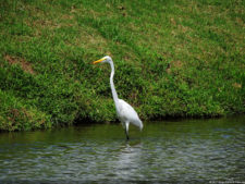 Imágenes memorables para la historia del golf Latinoamericano