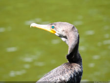 Imágenes memorables para la historia del golf Latinoamericano