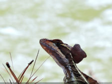Imágenes memorables para la historia del golf Latinoamericano
