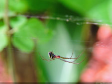 Imágenes memorables para la historia del golf Latinoamericano