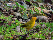 Imágenes memorables para la historia del golf Latinoamericano