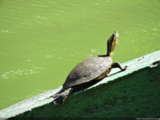 Imágenes memorables para la historia del golf Latinoamericano