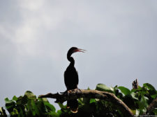 Imágenes memorables para la historia del golf Latinoamericano