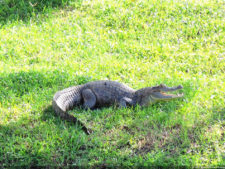 Imágenes memorables para la historia del golf Latinoamericano