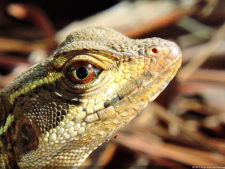 Imágenes memorables para la historia del golf Latinoamericano