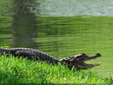 Imágenes memorables para la historia del golf Latinoamericano
