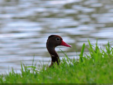 Imágenes memorables para la historia del golf Latinoamericano