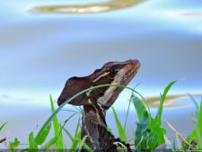 Imágenes memorables para la historia del golf Latinoamericano