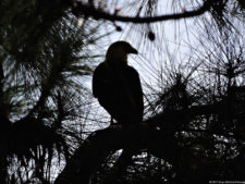 Imágenes memorables para la historia del golf Latinoamericano