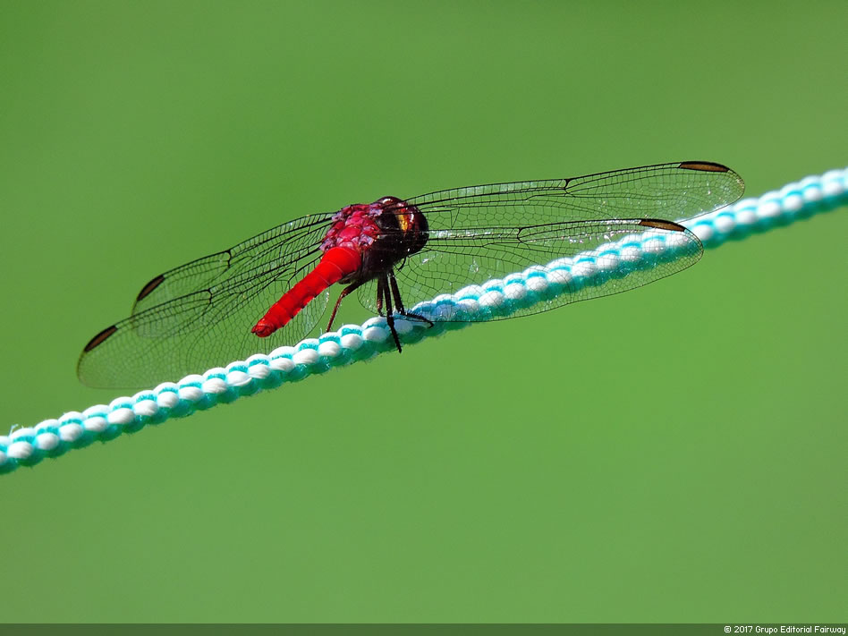 Imágenes memorables para la historia del golf Latinoamericano