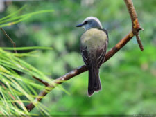 Imágenes memorables para la historia del golf Latinoamericano