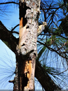 Imágenes memorables para la historia del golf Latinoamericano