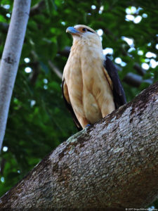 Imágenes memorables para la historia del golf Latinoamericano