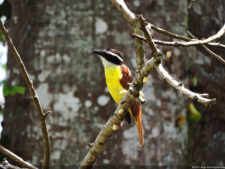 Galería 1a Ronda Abierto Lagunita Country Club 2017