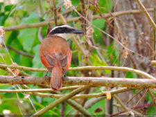 Galería 1a Ronda Abierto Lagunita Country Club 2017